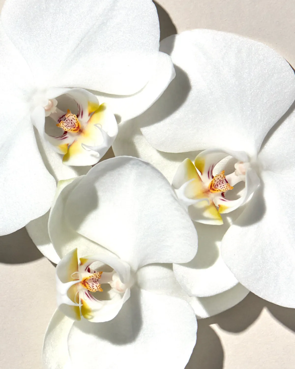 Orchid Stem Cells